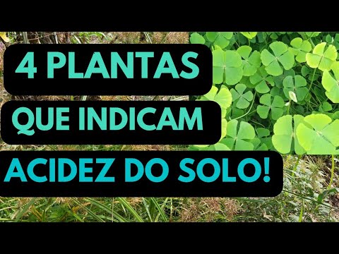 Vídeo: Listas de plantas indicadoras - Aprenda sobre plantas indicadoras de água, pragas e doenças