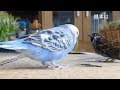 すずめ走りをするインコ