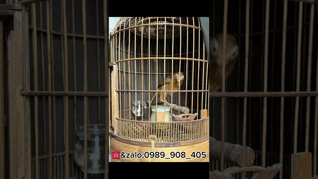 26/2;chiến binh suất sắc có 102 đầu xà dễ nết gl 3đ8 ae ☎️0989/908/405