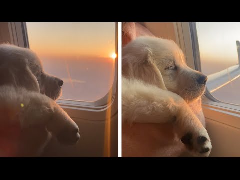 PUPPY ENJOYS THE SUNSET (Adorable Pooch Loves Flying)