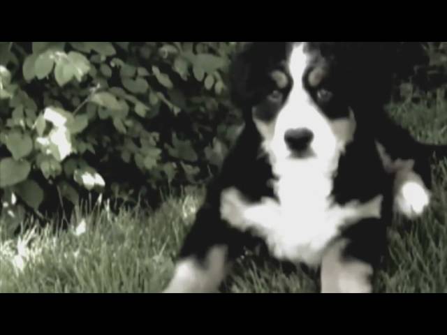 RenÃ© Froger - 'k Heb Je Lief