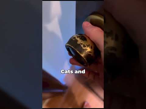 Your Cat Is