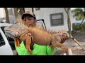 Iguana mating season is here!!! Contracted to Catch GIANT iguanas!