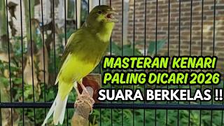 MASTERAN KENARI GACOR NGEROL PANJANG COCOK UNTUK PANCINGAN Kenari Paud AGAR cepat GACOR!!