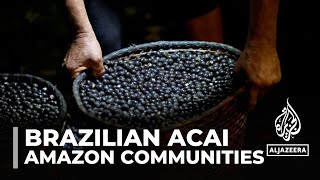 Brazilian Acai provides economic opportunities for Amazon communities