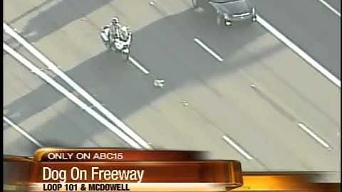 VIDEO: Officers chase dog on Loop 101