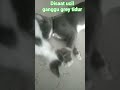 Disaat ucil ganggu grey tidur #videoshort