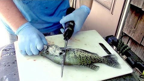 How to FILLET CRAPPIE with an electric knife