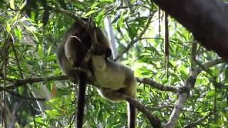 wild Lumholtzs Tree-kangaroo, suckling