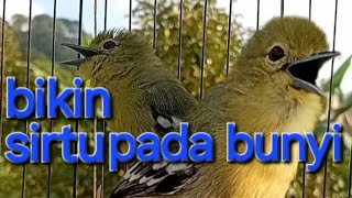 Download Lagu Sirtu/cipoh gacor bikin semua sirtu ikutan gacor .......hitungan detik aja sirtu pada gacor bocor MP3 Download Lagu Sirtu/cipoh gacor bikin semua sirtu ikutan gacor .......hitungan detik aja sirtu pada gacor bocor MP3