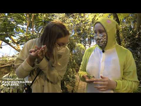 Video: Puutarasammakot - Kuinka kutsua sammakot puutarha-alueille