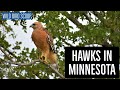 Hawks In Minnesota: 9 Species You Just Can