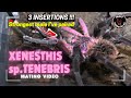 Pairing Xenesthis sp. Tenebris!! Are they the long lost Xenesthis monstrosa ???