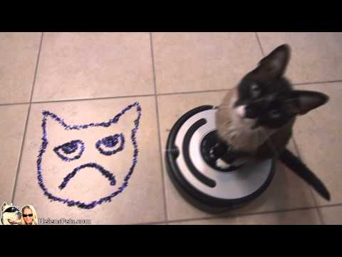 Grumpy Cat is Everywhere.... Roomba Driver Cat Max-Arthur. HelensPets.com