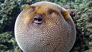 Facts: The Guineafowl Pufferfish