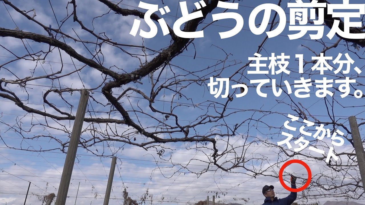 ぶどうの剪定 -主枝１本分をどう切っていくか？-【初心者向け】