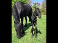 Viral Friesian Video