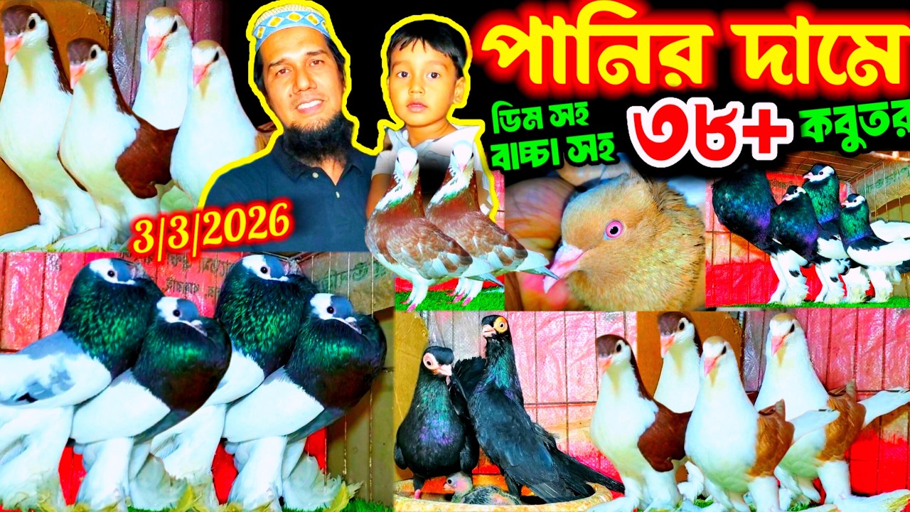 একদম পানির দামে কিনুন ৩৮+ কবুতর | ডিম বাচ্চা সহ পোটার লাহরী ও সর্টফেস কবুতর | কমদামে কবুতর বিক্রি |