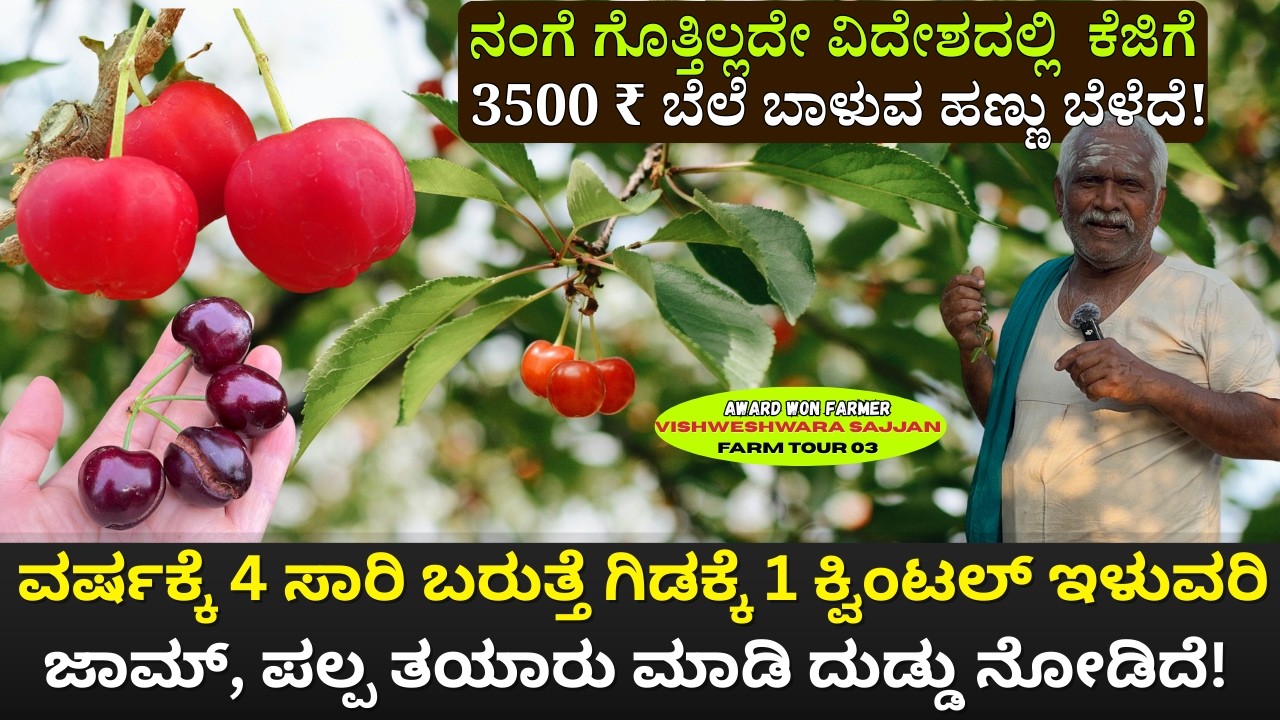 ವರ್ಷಕ್ಕೆ 4 ಸಾರಿ ಬರುತ್ತೆ ಗಿಡಕ್ಕೆ 1ಕ್ವಿಂಟಲ್ ಇಳುವರಿ  ಜಾಮ್, ಪಲ್ಪ ತಯಾರು ಮಾಡಿ ದುಡ್ಡು ನೋಡಿದೆ!EP -03