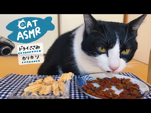 ??ASMR｜フリーズドライのささみ＆カリカリを食べる猫【咀嚼音】