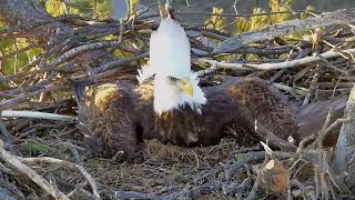 Eagle Eyes and Beyond: Hearing by Raptor Resource Project 414 views 1 month ago 30 seconds