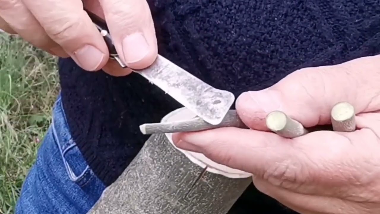 Come, quando, perché innestare a corona un ulivo. Facile facile.