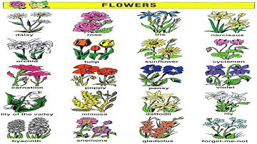 3.3 Từ vựng tiếng Anh về Các loài hoa - Từ vựng tiếng Anh về chủ đề Thực vật