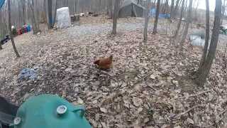 Chicken Sam Kills & Eats A Snake