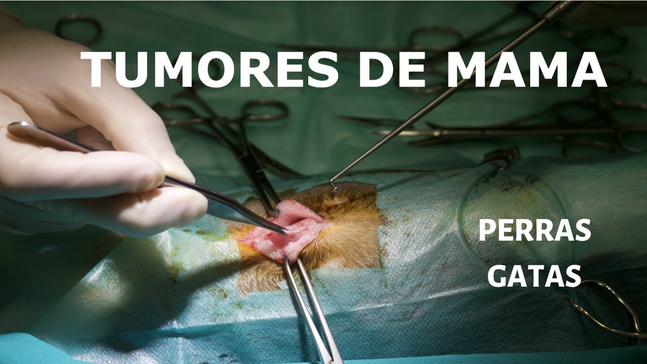 Tumor Mama Perra De 13 Años TUMORES DE MAMA EN PERROS Y GATOS - YouTube