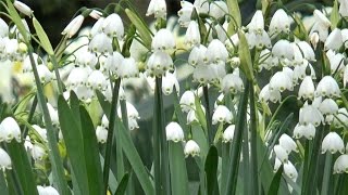 Leucojum Gravetye Giant Snowflakes - Farmergracy.co.uk