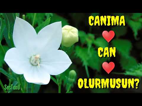 CANIMA CAN OLURMUSUN? (ŞİİR)