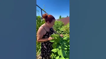 Сегодня у меня день обрезки малины🙌