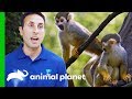 Moving Adorable Baby Squirrel Monkeys to 'Monkey Island' | The Zoo