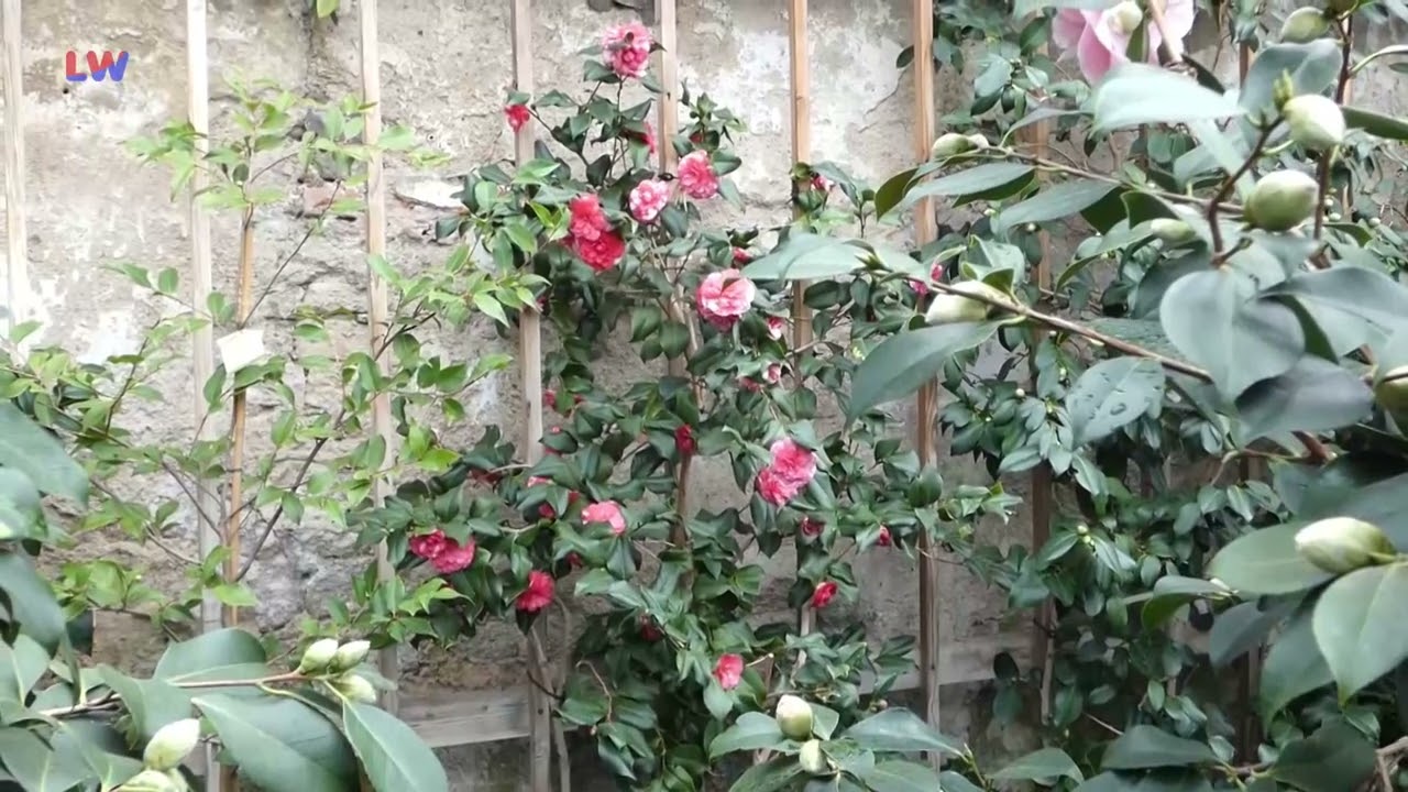 Königsbrück: Kamelien können wieder besucht werden - LAUSITZWELLE