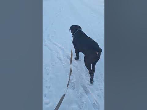 Кане-Корсе🥰😍🤩 - YouTube