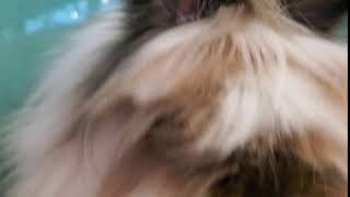 Meet Small Fry a LionHead currently available for adoption! 2/18/2021 5:30:19 PM