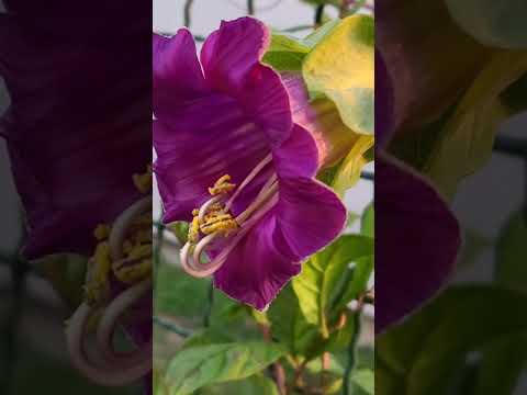 💜 Cup-and-saucer vine 💜 #fallflowers
