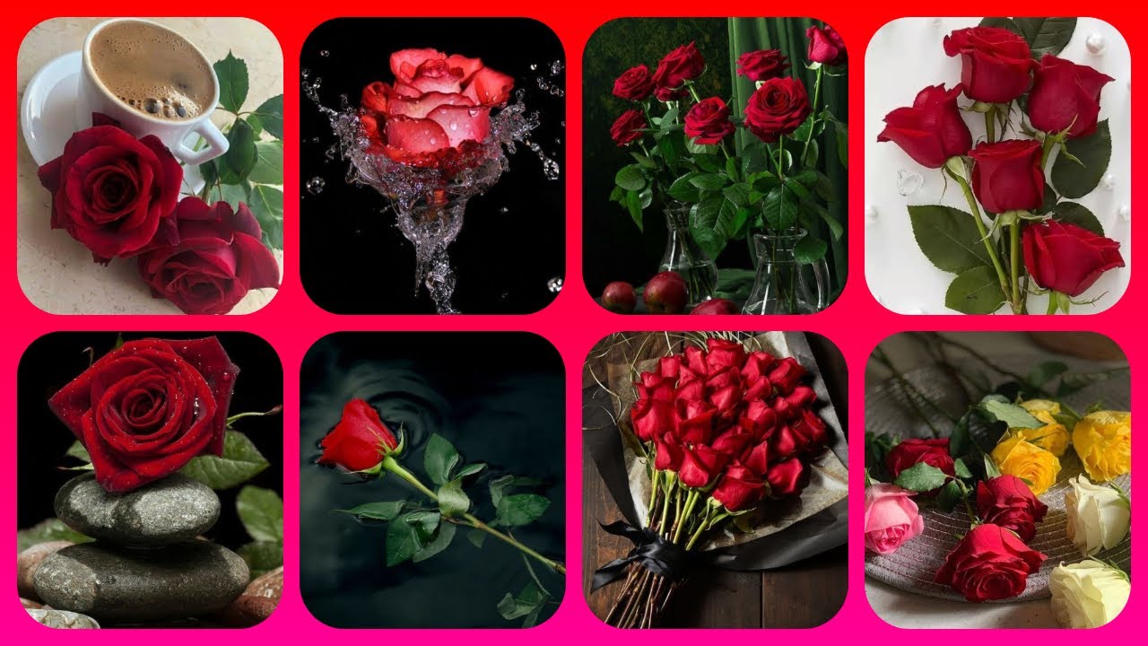 Dp Pics | Stylish Rose Dp Pictures For Whatsapp | Flower Images ...