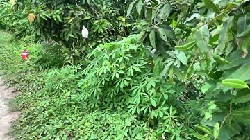 Giao lưu ổi ru by ruột đỏ và xoài cát hòa Lộc. Liên hệ Zalo #0988166558