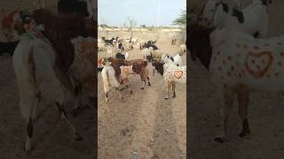 Beautiful Group Goats Village Life