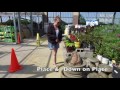 Shih Tzu Puppy Tuffy Incredible Transformation Video! Best Dog Training Hampton Roads Virginia Shih Tzu Puppy Tuffy Incredible Transformation Video! Best Dog Training Hampton Roads Virginia
