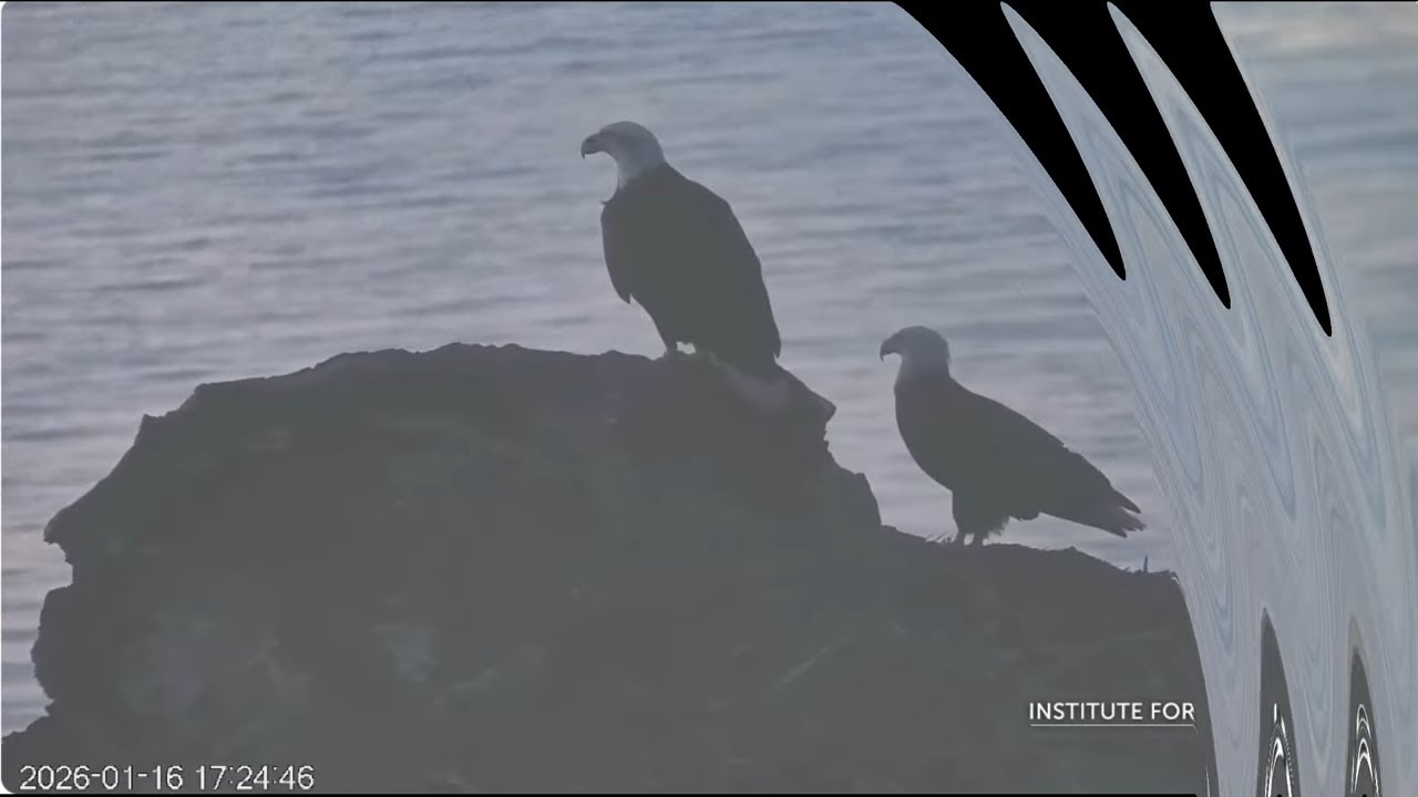 West End January 16th Explore Live Nature Cams / Explore Zen Den  West End Bald eagle
