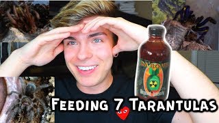 Tarantula Feeding Hot Sauce Challenge!!! *feeding all of my tarantulas*