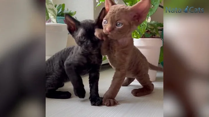 Watch the video about Cornish Rex Kittens