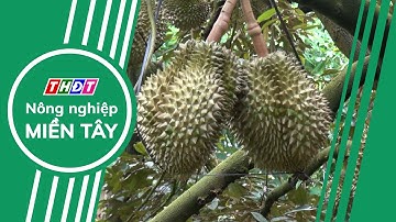 Tiền Giang triển khai nhiều giải pháp xuất khẩu trái cây bền vững | Nông nghiệp Miền Tây