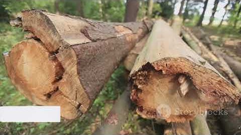 The Paradox of Honesty: A Survival Guide