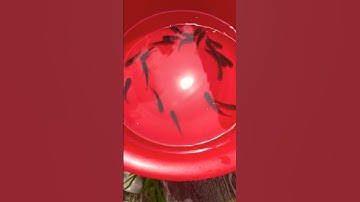 Giúp đở bầy cá lóc con ( phần cuối ) | Quốc Qui #shorts