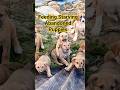 Feeding Starving Abandoned Puppies 🍼 | Crying for Help #shorts #feedingpuppies #puppyrescue #fyp