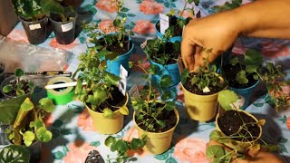 Пересадка кампанул женихи и невесты Комнатные Цветы. Пересадка кампанул женихи и невесты Комнатные Цветы.