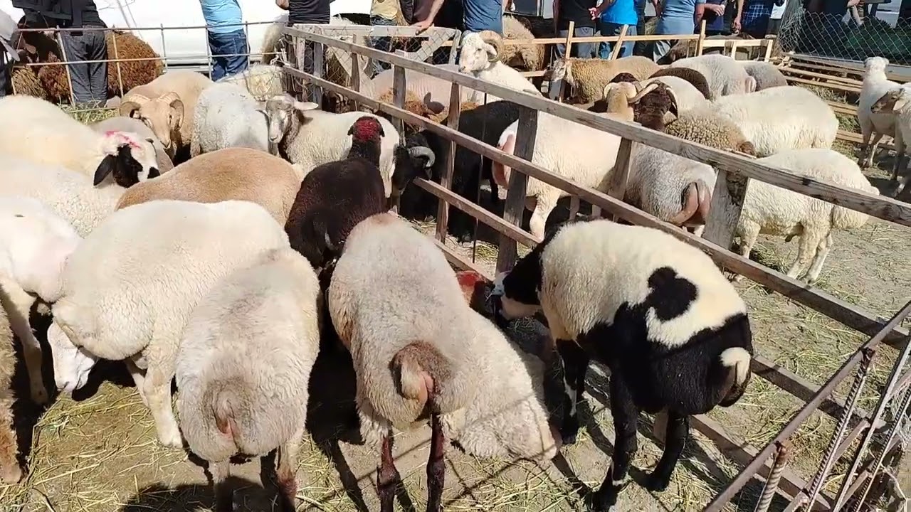 1.06.2025. MAŞTAĞA. QOYUN. KEÇİ. MAL. BAZARI.
